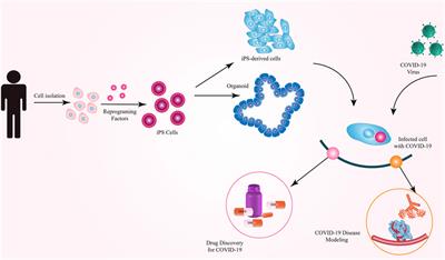 Frontiers Induced Pluripotent Stem Cells Generation Methods And A